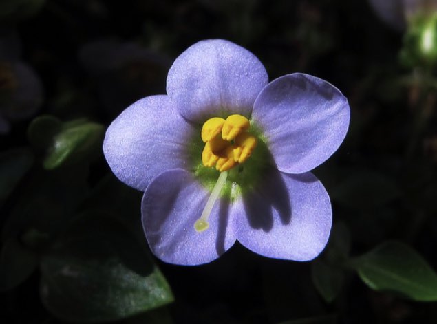 今日のお花

5月17日の誕生花
エキザカム
花言葉
「あなたを愛します」

#世界に一つだけの花 #SMAP
#We_Love_SMAP_Forever