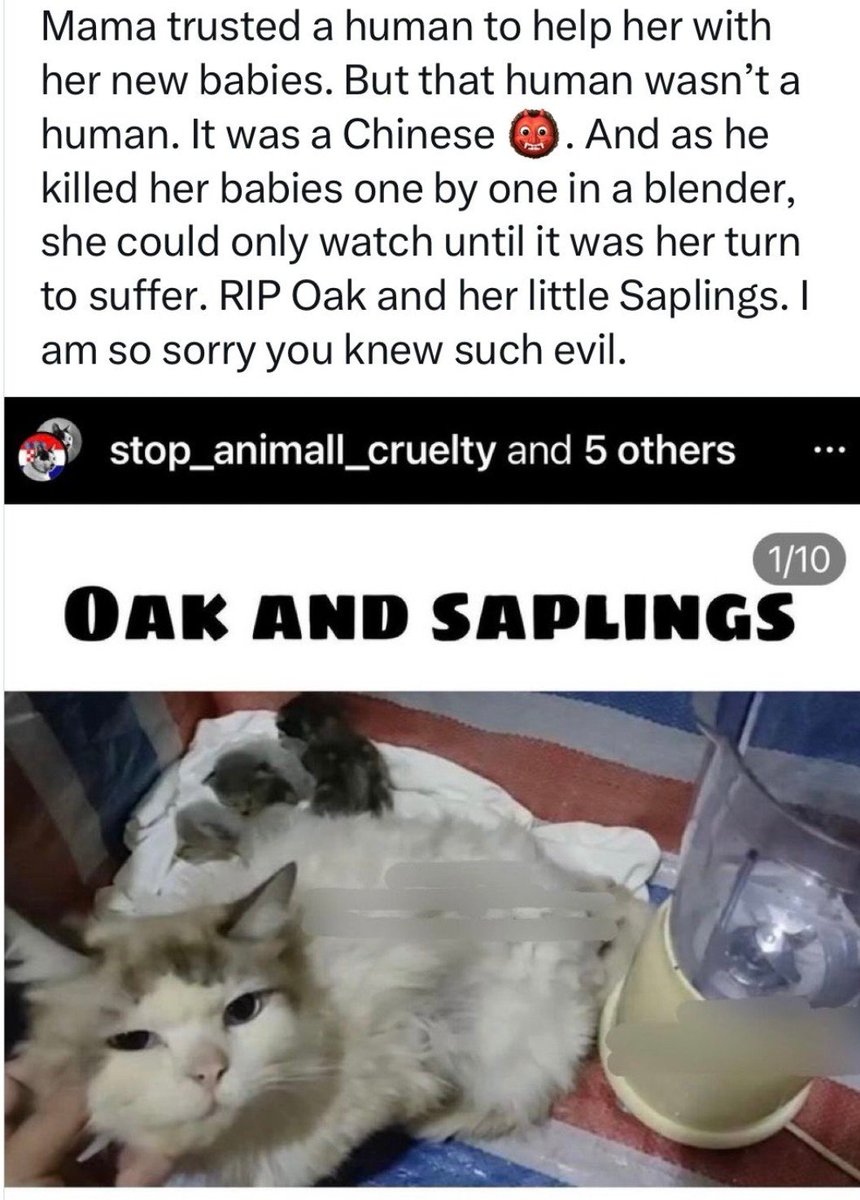 #InvestigateOnlineCatTorture #HelpFelineGuardians