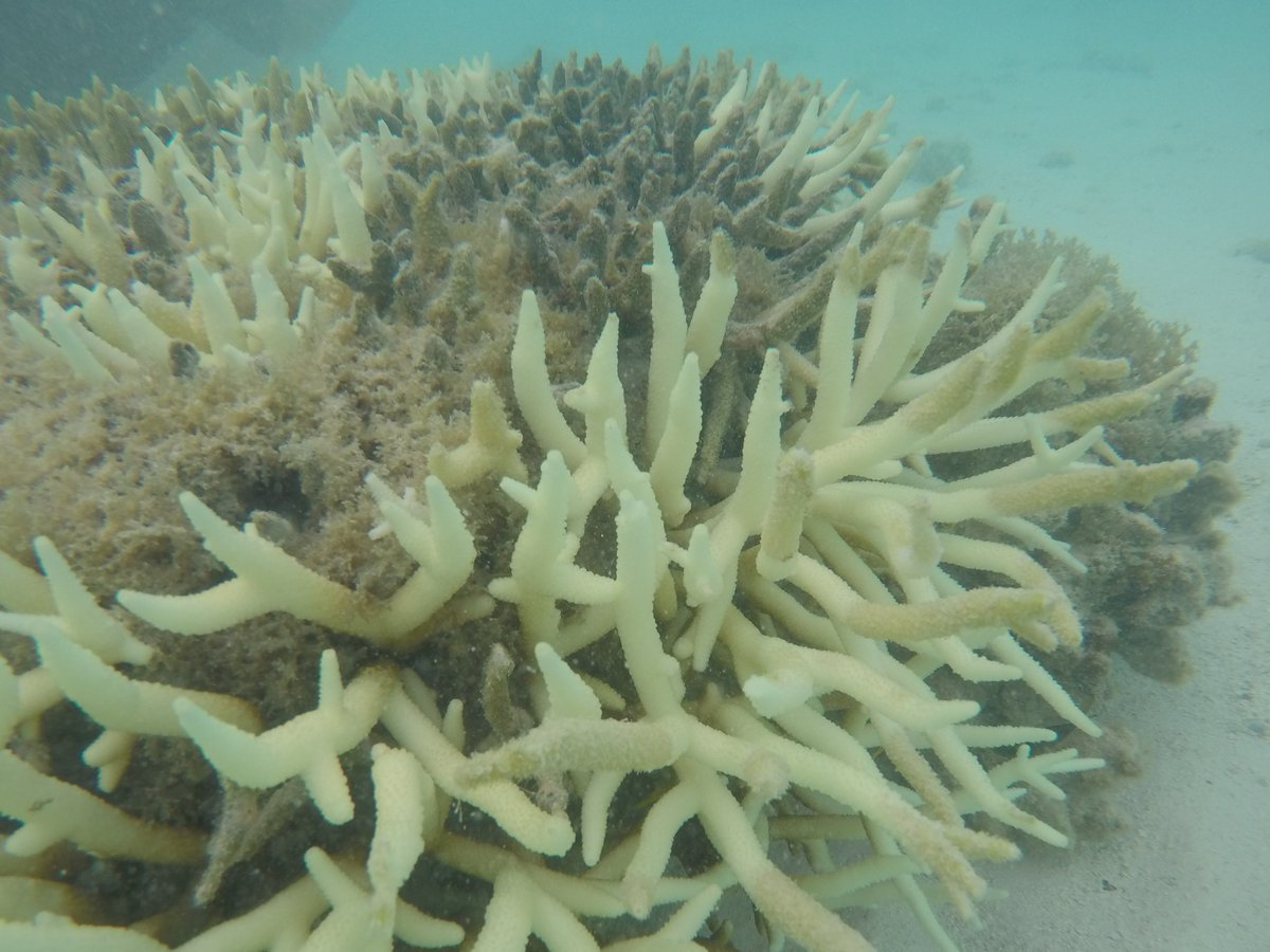 Acropora aspera is an abundant staghorn coral on the Great Barrier Reef @johnwturnbull I00% of colonies bleached on Heron Is. in Feb-March. Then they began to die. By the end of April (3 close-up photos) more than half died, and <10% had regained their colour, so far