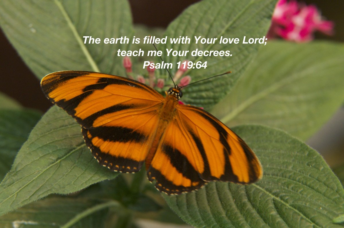 The earth is filled with Your love Lord; teach me Your decrees. Psalm 119:64