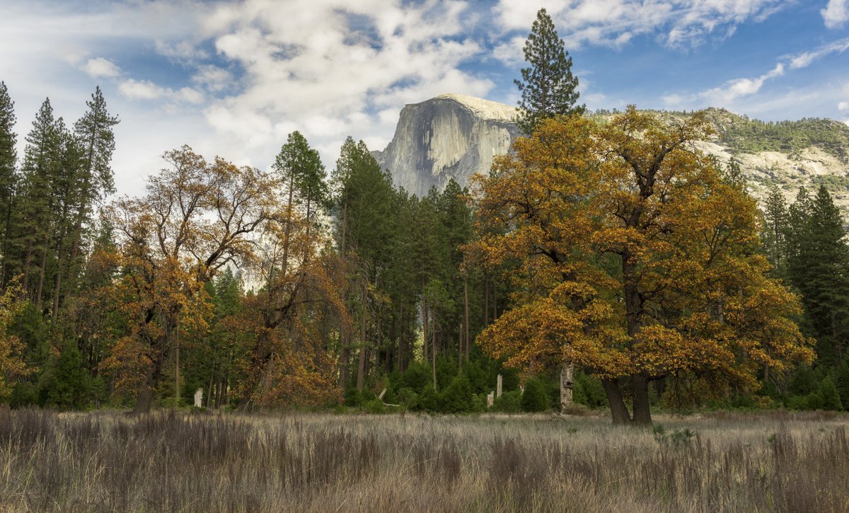 Fall colors at Stoneman Meadow, Yosemite National Park CA[5120x3092][oc]