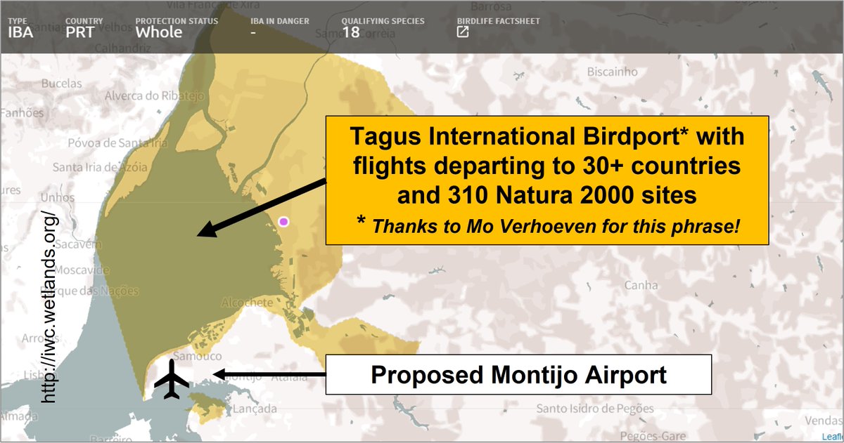 Birds or planes? A 'win' for evidence-based conservation. On 14 May, the Portuguese government announced that the new airport for Lisbon will be in Alochete - NOT at Montijo in the Tagus SPA. Updated @WaderTales blog: wadertales.wordpress.com/2019/12/23/tag… #waders #shorebirds #ornithology