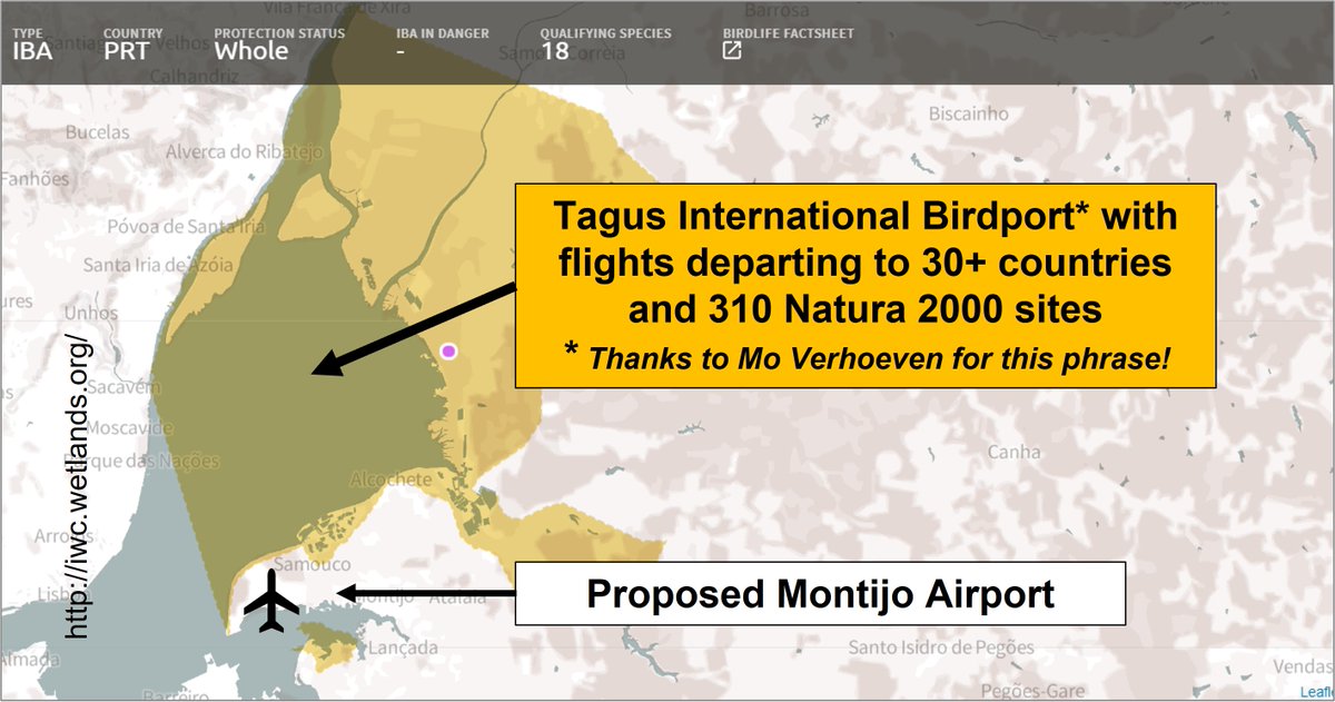 Birds or planes? 
A 'win' for evidence-based conservation.
On 14 May, the Portuguese government announced that the new airport for Lisbon will be in Alochete - NOT at Montijo in the Tagus SPA. 
Updated @WaderTales blog:
wadertales.wordpress.com/2019/12/23/tag…
#waders #shorebirds #ornithology