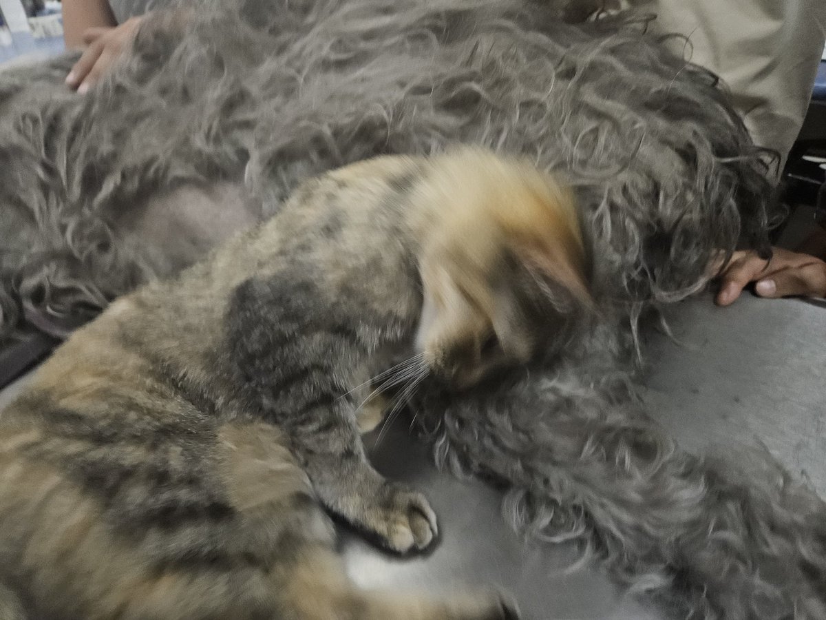 Los gatos saben cosas. 

Antes de atravesar el arcoíris, esta pequeña gatita acompañó a Maya.

Cuando terminó el procedimiento se alejó y solo la miró.