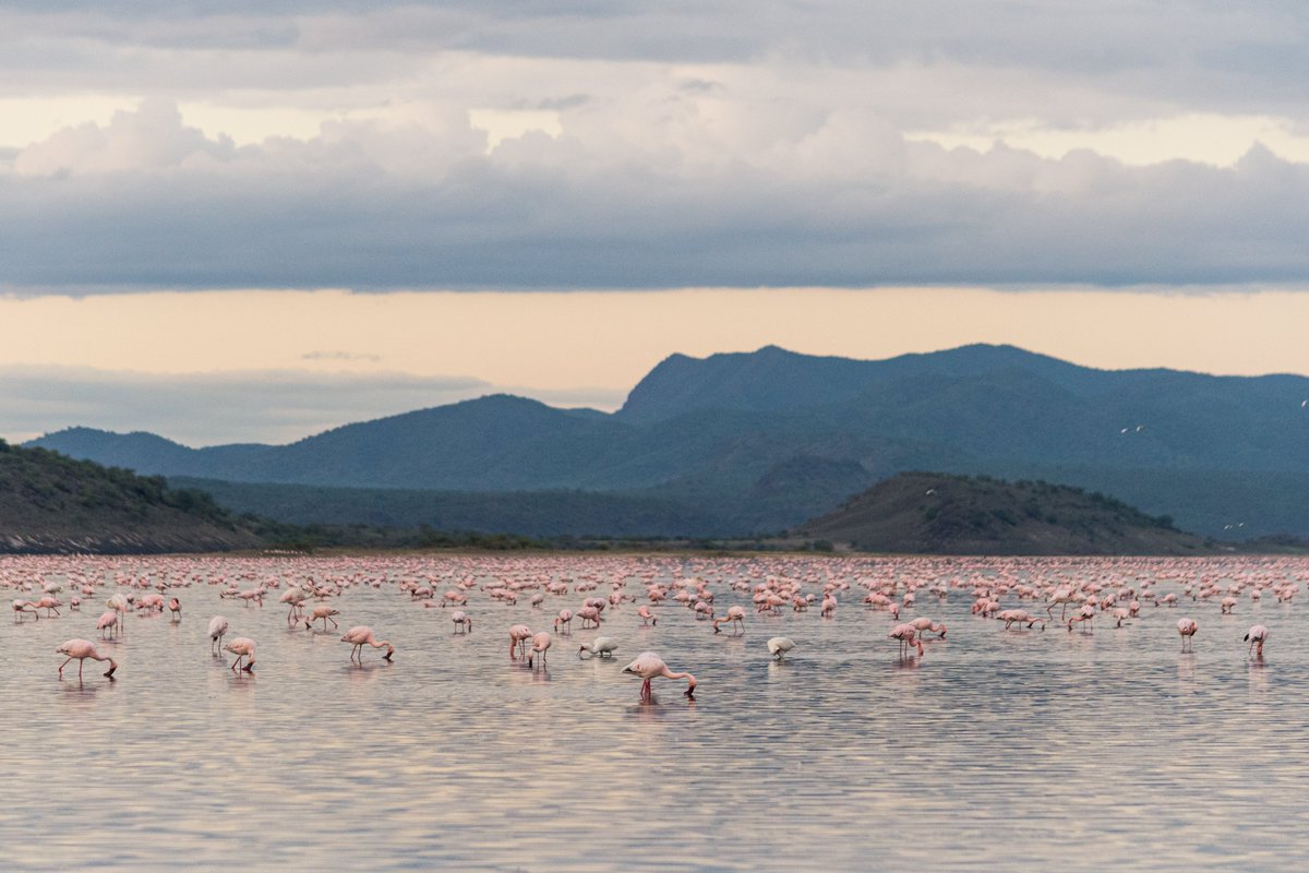 📍 Lake Magadi, Kenya. Fun fact: Flamingoes lay only one egg per year.