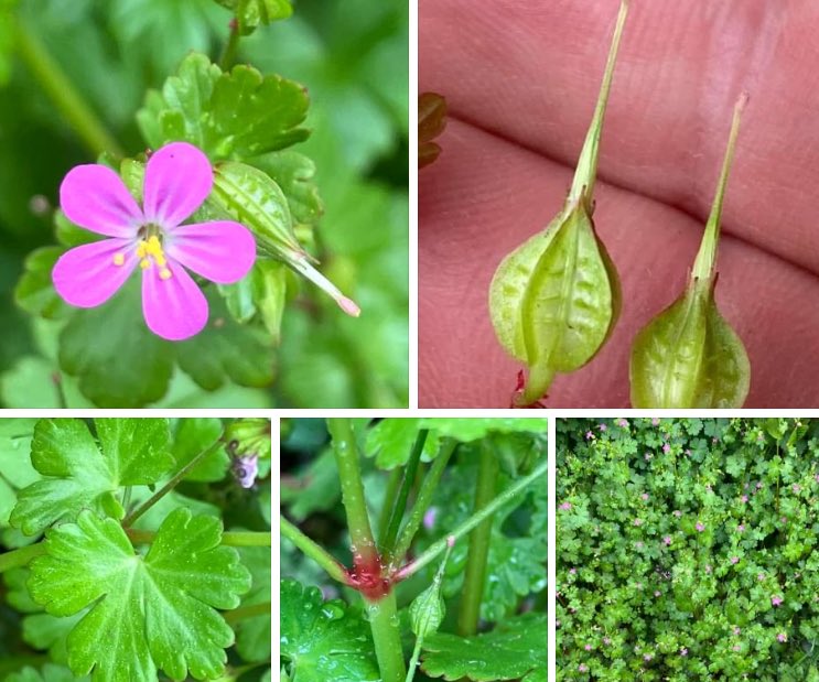 Shining Crane’s-bill. Geranium lucidum. Up to 40cm, many branched. Bright glossy green long-stalked leaves often tinged with red. Leaves are 5-7 lobed with lobes wider above, each with 2-3 blunt teeth. Petals rounded and up to 10mm. Capsules ridged