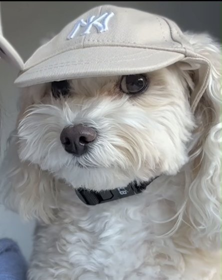 Shawarmabro - gunner 🔴⚪ tweet media