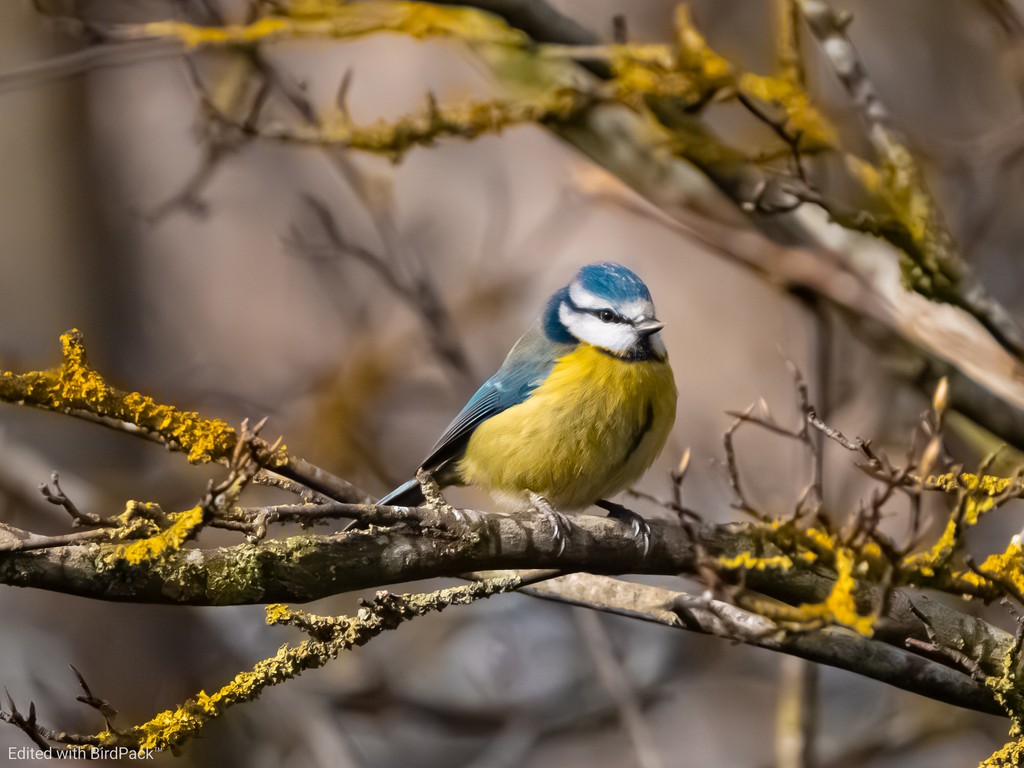 The Charming Blue Tit! 🐦✨

Captured using our latest BirdPack Lightroom presets, which bring out the vivid colors and fine details of these enchanting birds. 

Explore how BirdPack can enhance your own bird photos at BirdSpot.com