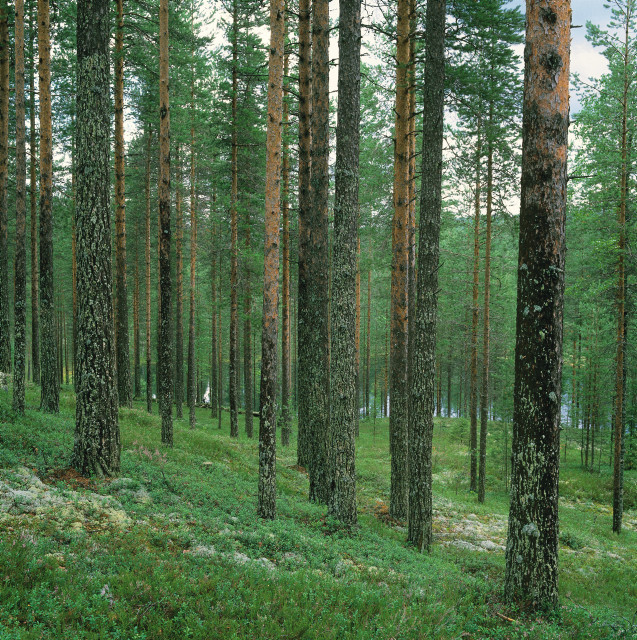 Metsiltä halutaan nyt monenlaista. Metsäsuunnittelu auttaa tekemään harkittuja päätöksiä metsien käytöstä.🌲 Tervetuloa webinaariin ti 28.5. klo 9 kuulemaan metsäsuunnittelun työkaluista ja miten niitä voisi hyödyntää! Ilmoittaudu: lyyti.fi/reg/Metsilta_h… #metsä #metsäsuunnittelu