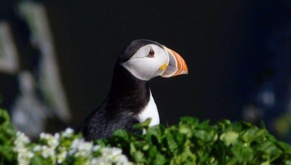 Have a fantastic Friday! Take a moment to watch birds, any birds, birds make us smile. Be kind today, make someone’s day a little better. Atlantic Puffin #Norway #friday #birdwatching #birdphotography #mindfulness