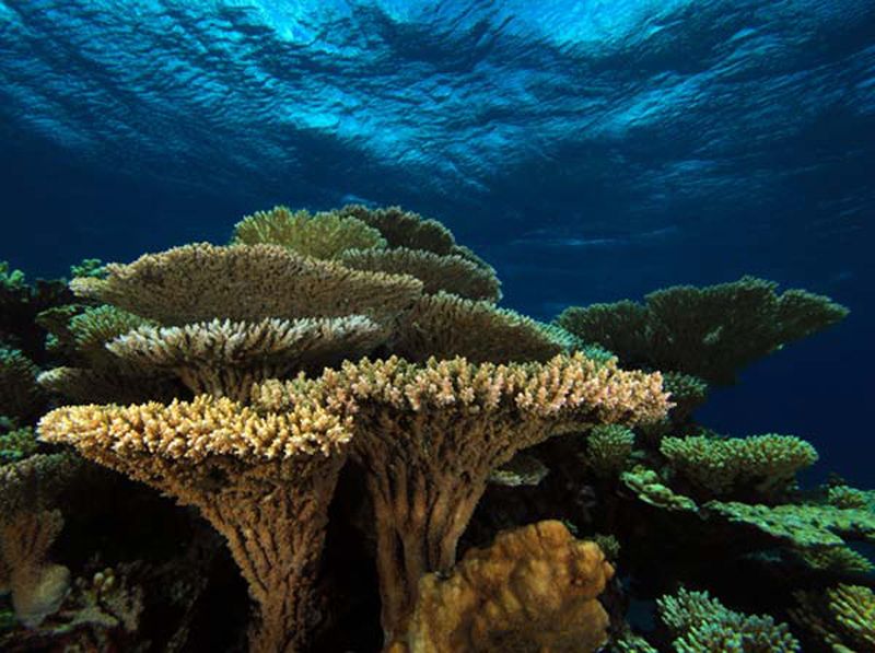 Did you know that coral reefs are diverse aquatic ecosystems that support about 25% of all marine species, despite accounting for less than 1% of the ocean’s surface area. #ActforNature #WhatHasChanged @WWF @CSDevNet1 @dheenylkhair @mariamCJA @yazeed_mikail @EkeleJiata