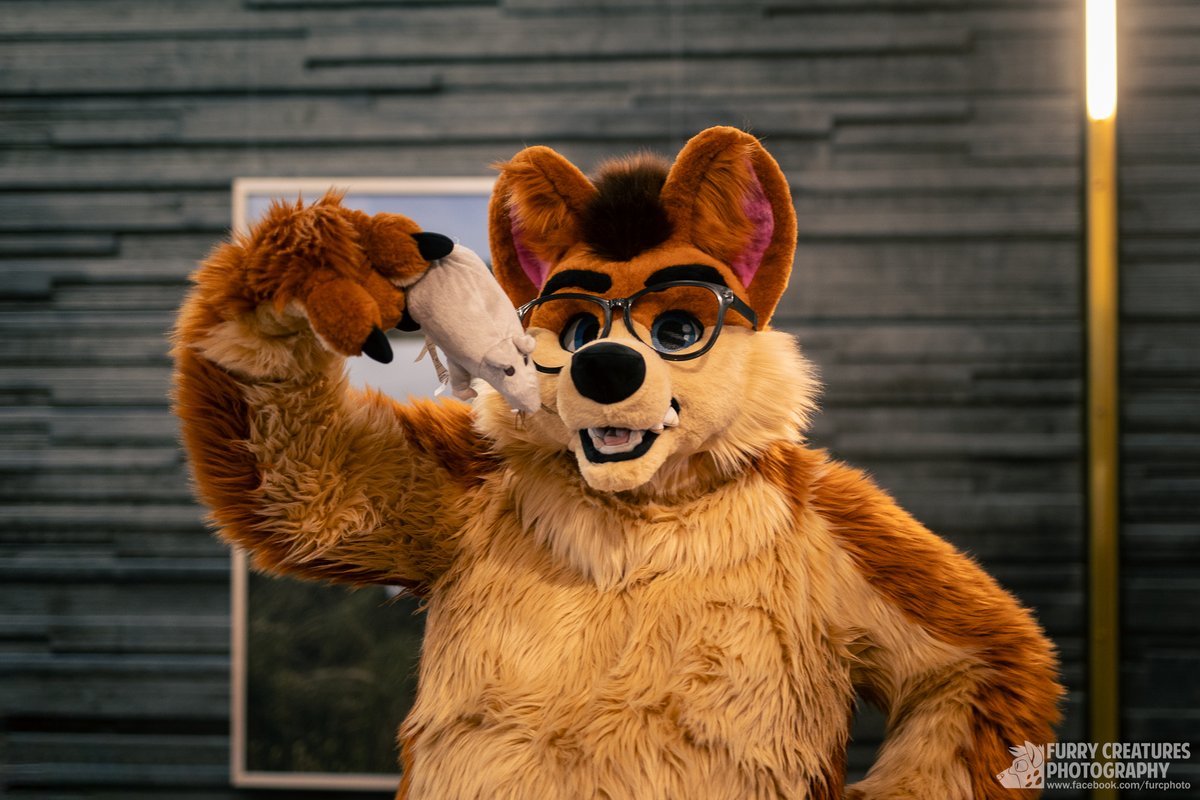 Mice are are a great addition to a healthy and well-balanced diet… 🐀🐁🐁 Happy #FursuitFriday ! 🦊 @joeychubbyfox 🪡 @TheKarelia 📸 @FurCPhoto 🌍 @NordicFuzzCon #NFC2024 #furry #fursuit @FursuitPursuits @AwesomeFursuits @FursuitersWorld @FurRetweet