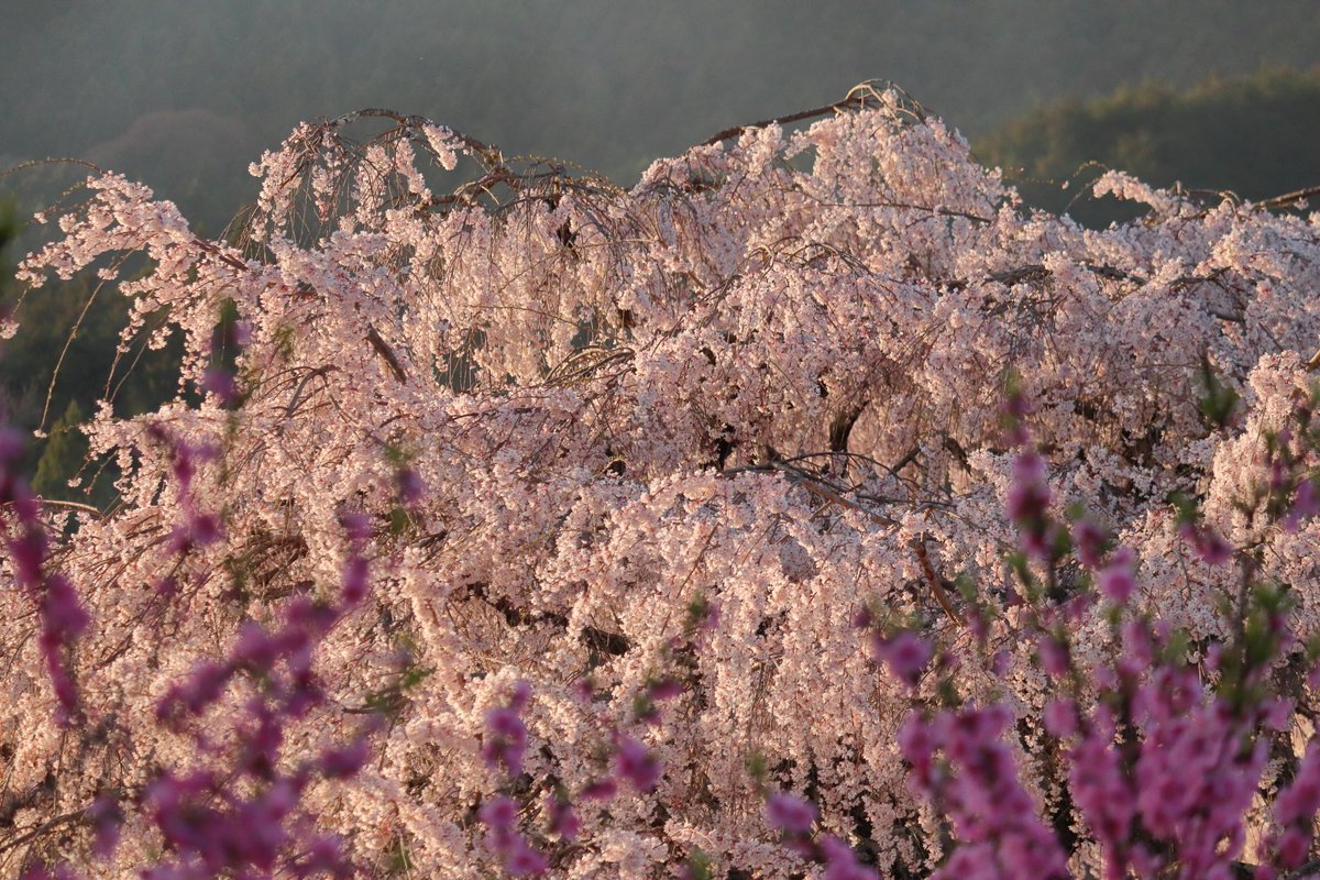 去年宇陀に桜を見に行った時の写真を現像し直してみました。
#桜
#宇陀の桜
#奈良
#春
#spring
#ダレカニミセタイケシキ
#love_bestjapan
#lovers_nippon
#bestjapanpics
#art_of_japan_

#写真好きな人と繋がりたい
#カメラ好きな人と繋がりたい
#ファインダー越しの私の世界