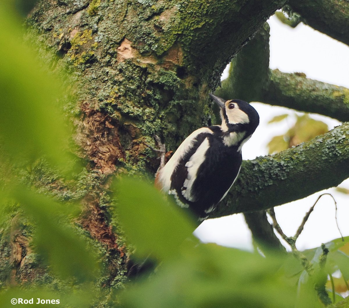 Female great spotted woodpecker in Norwood Green, Halifax. #ThePhotoHour #TwitterNaturePhotography #wildlife #nature #birdwatching