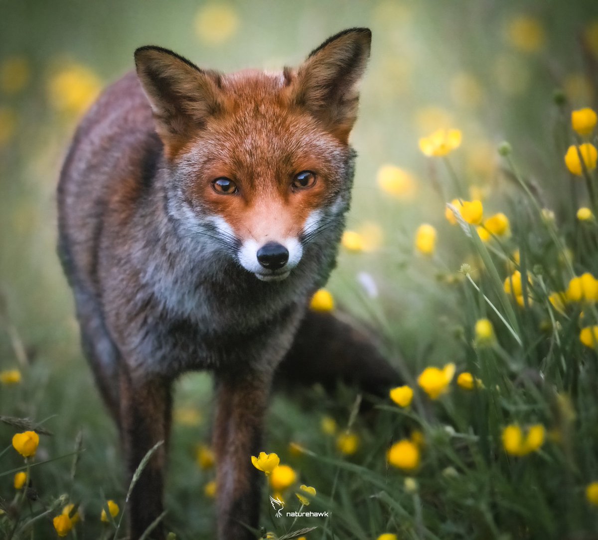 Pucker Up Buttercup... If your eyeballs have had the sight of Bluebells & Daffodil images seared into the back of your retinas recently...then I have the antidote just for you... @NikonEurope Z8 & 500mm pf f5.6 #foxoftheday @UKNikon