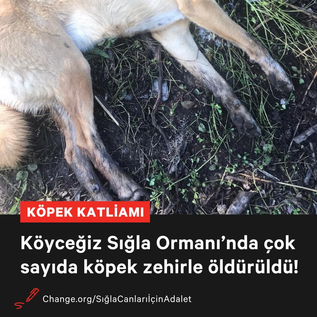 Muğla’nın Köyceğiz ilçesinde bulunan Anadolu Sığla Ormanı'nda çok sayıda köpeğin zehirlenerek öldürülmesi üzerine Dilay Sezer bir kampanya başlattı:

'Bu durum sadece hayvanları değil, burada oynayan çocukları da tehdit ediyor. Bu zehirli maddeleri küçük çocuklar yiyebilirdi ve