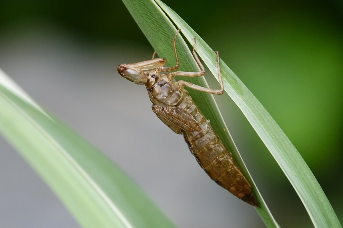 Nog een grote keizerlibellenjas! En de bevestiging dat ook een klein vijvertje in je achtertuin een grote bijdrage kan leveren aan de biodiversiteit :)