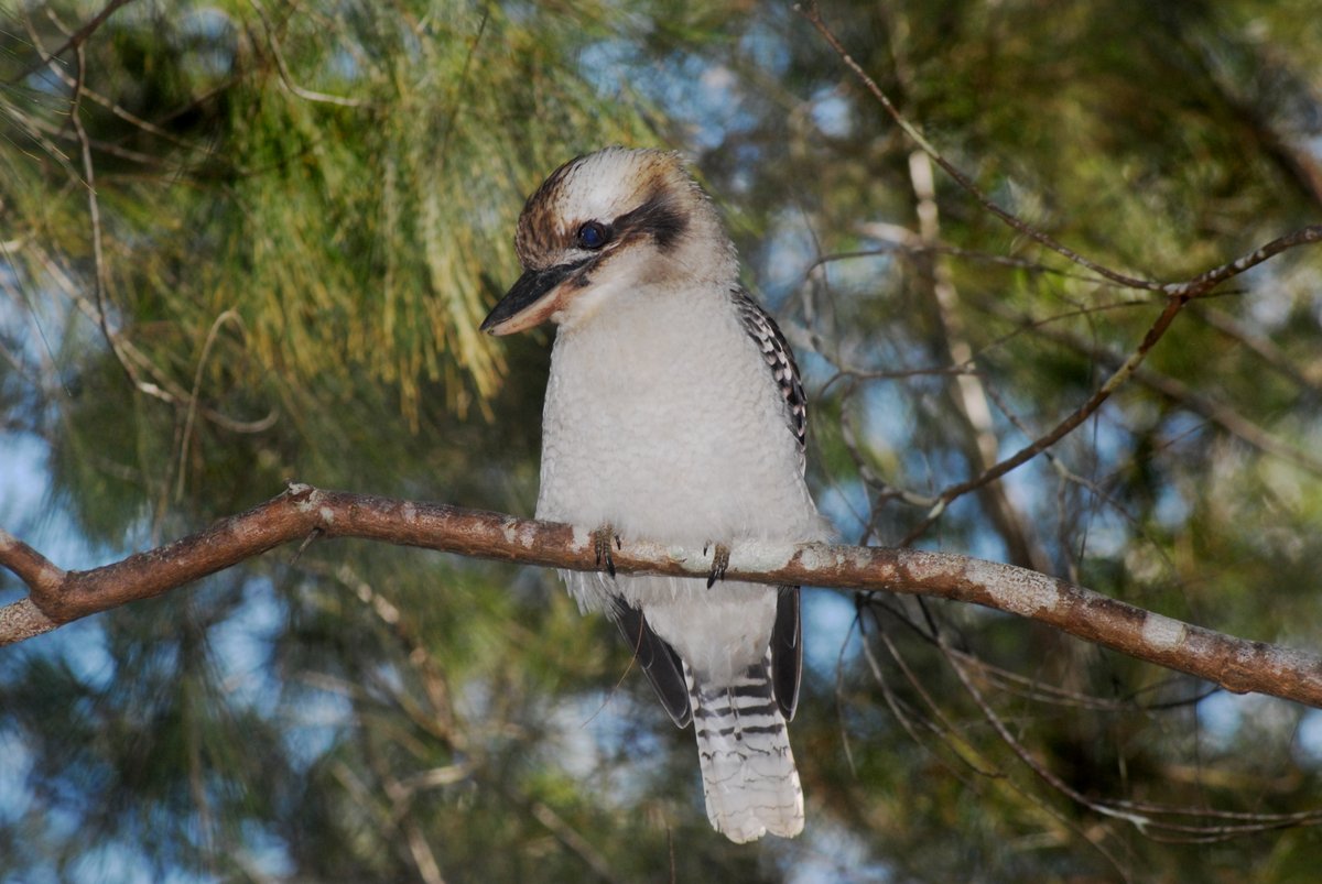 the cheeky Kookaburra (notice his nictitating membrane) yes she has them as well, just like the powerful owl