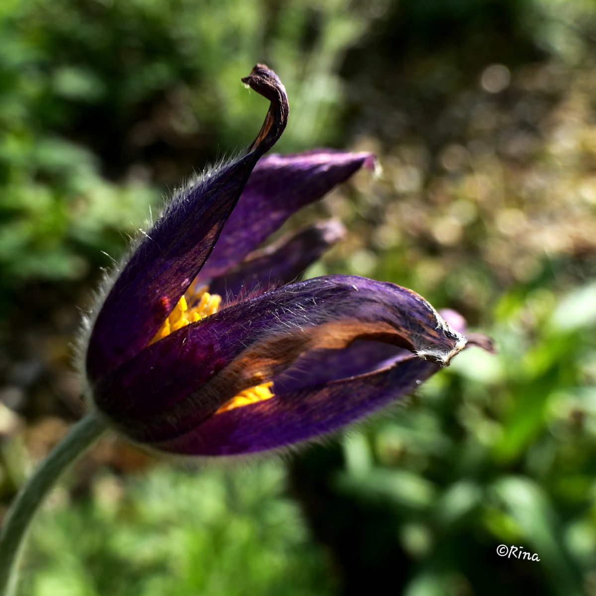 💜 Have a beautiful day...💜
#FlowersOnFriday #Flowers #nature #Naturephotography  #photography