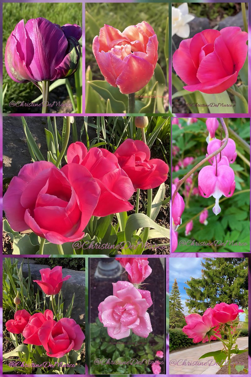 #FlowersOnFriday #PinkFriday We’re already at mid May 😳! Mind blowing 🤯 how quickly time flies ✈️ Spring #PinkTulips still #Blooming #MyGarden #BleedingHeart #Flowers & an early but disheveled looking knockout #Rose at bottom added to the bargain #GardeningX #Love #Peace to all