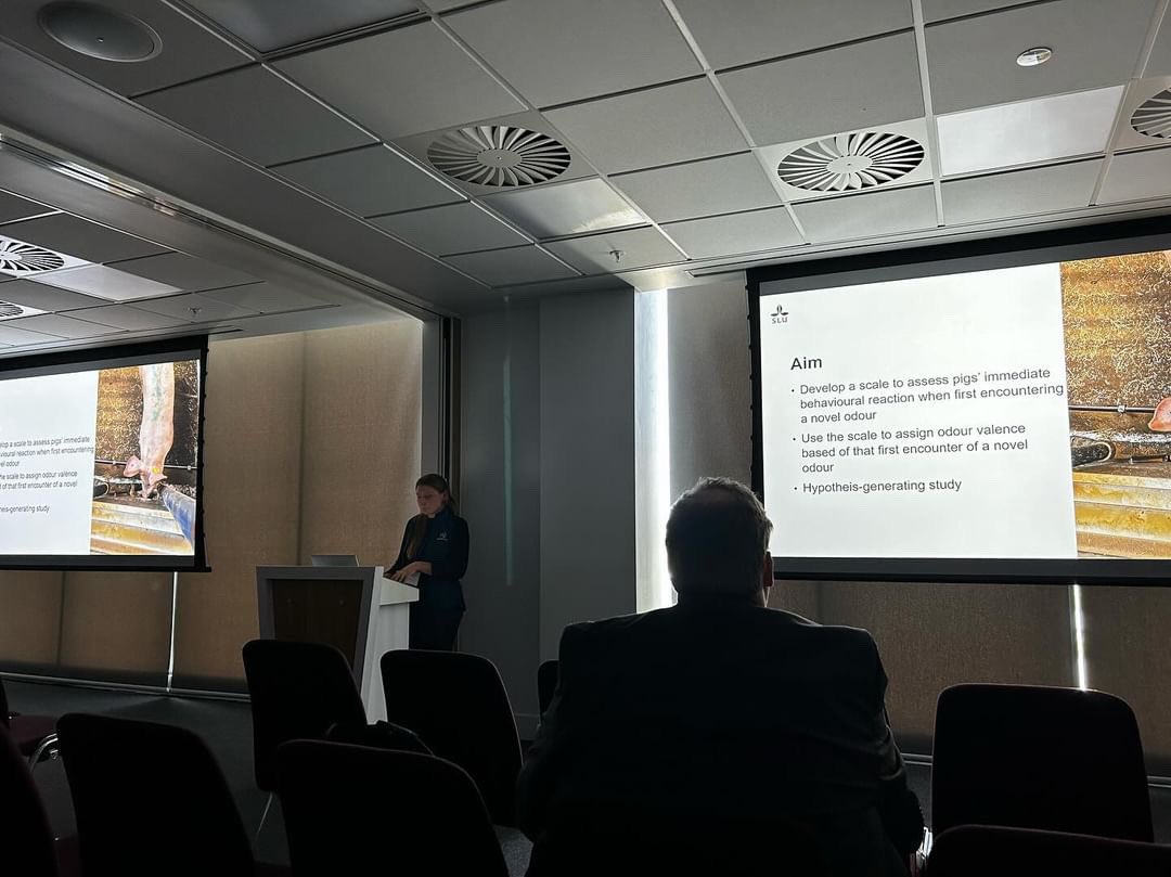 Maria Vilain Rørvang (@mariarorvang) on Twitter photo The one and only <a href="/RebeccaGrut/">Rebecca Grut</a> giving her second conference presentation ever at #MB2024 🐷 If you’re at the conference and interested in #pigolfaction go chat with Rebecca - bonus info - she also does #prosocialbehaviour research on poultry 🐔
#proudsupervisor
#smellthis The one and only <a href="/RebeccaGrut/">Rebecca Grut</a> giving her second conference presentation ever at #MB2024 🐷 If you’re at the conference and interested in #pigolfaction go chat with Rebecca - bonus info - she also does #prosocialbehaviour research on poultry 🐔
#proudsupervisor
#smellthis