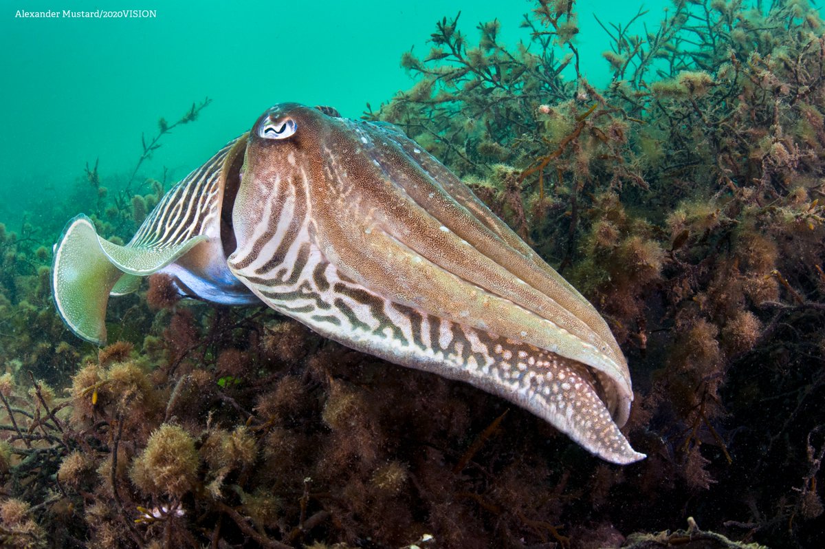 The common cuttlefish! Did you know? 🦑 Their average lifespan is 2 years 🦑 They live in water up to 200 metres deep 🦑 Their eggs are dyed black with cuttlefish ink, resembling grapes wildlifetrusts.org/wildlife-explo…