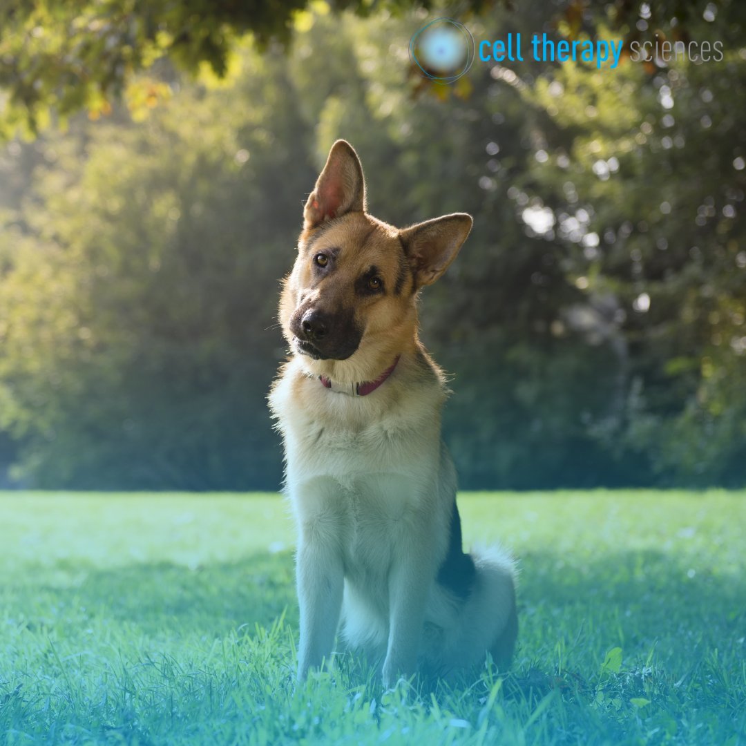 Do you have a question about stem cell therapy treatment options for your dog or cat? Please contact your vet and ask them to give us a call.

#veterinarypractice #animalhealth #pethealth #veterinaryregenerativemedicine