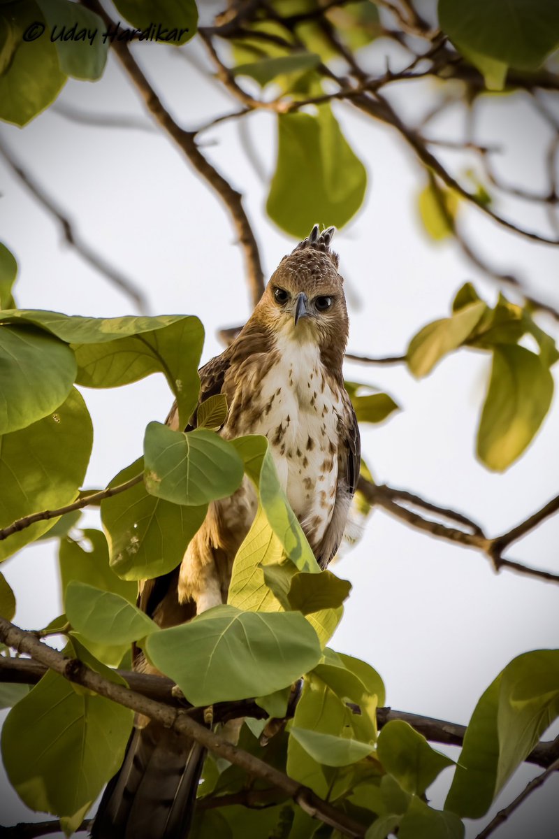 EYES - windows to the soul

Tadoba diaries - Crested Hawk-eagle

#TwitterNatureCommunity 
#IndiAves #NatureBeauty #nikonphotography #ThePhotoHour 
#nature_perfection #natgeowild #natgeoindia #EarthCapture #wildlifeiG #Nikon #tadoba #eye #crestedhawkeagle
