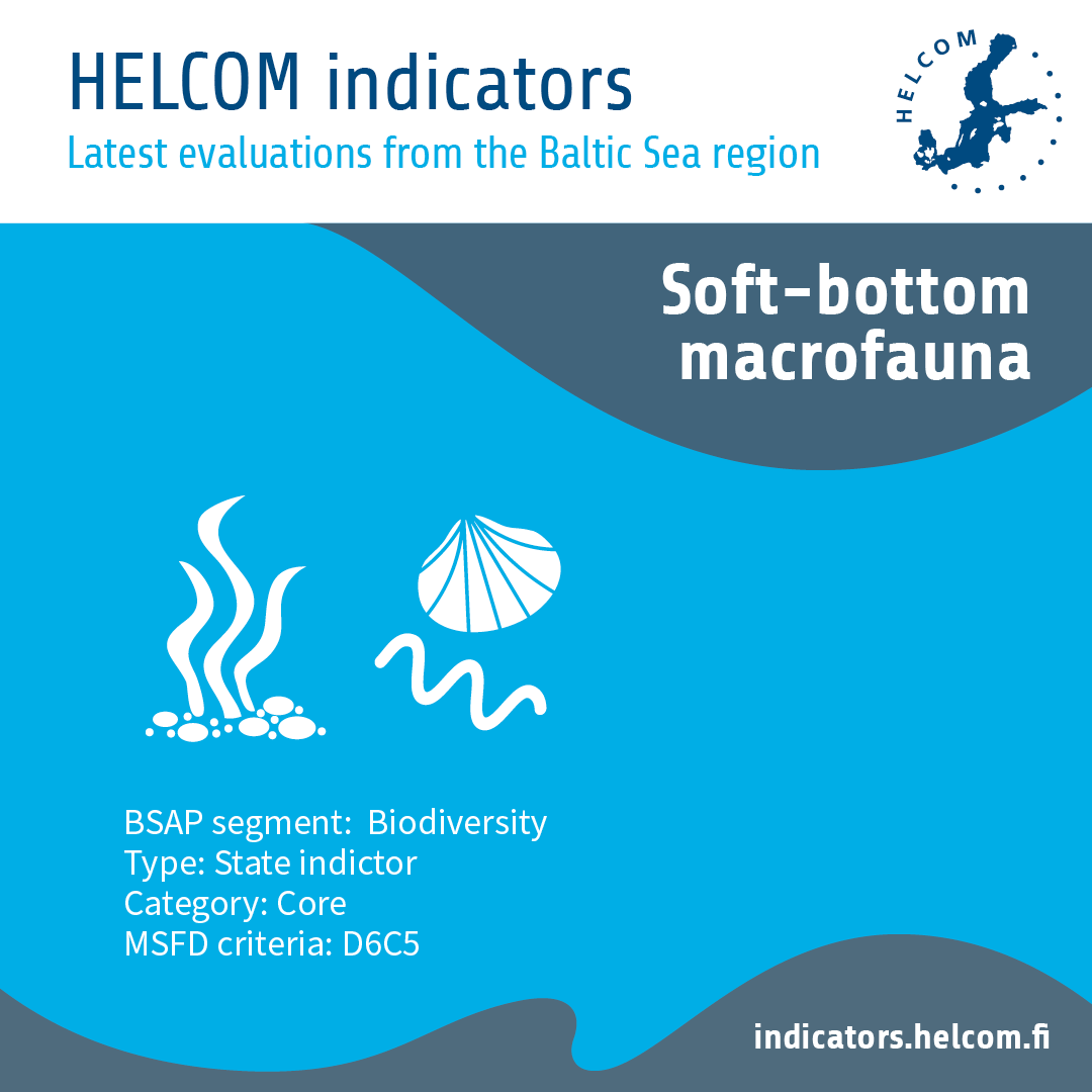Indicator of the week: Soft-bottom macrofauna This indicator assesses soft-bottom macrofauna in the Baltic Sea. Good status is achieved in most evaluated sub-basins. These groups are key to linking the marine food web. indicators.helcom.fi/indicator/soft… #HELCOMindicators #BSAP #HOLAS3
