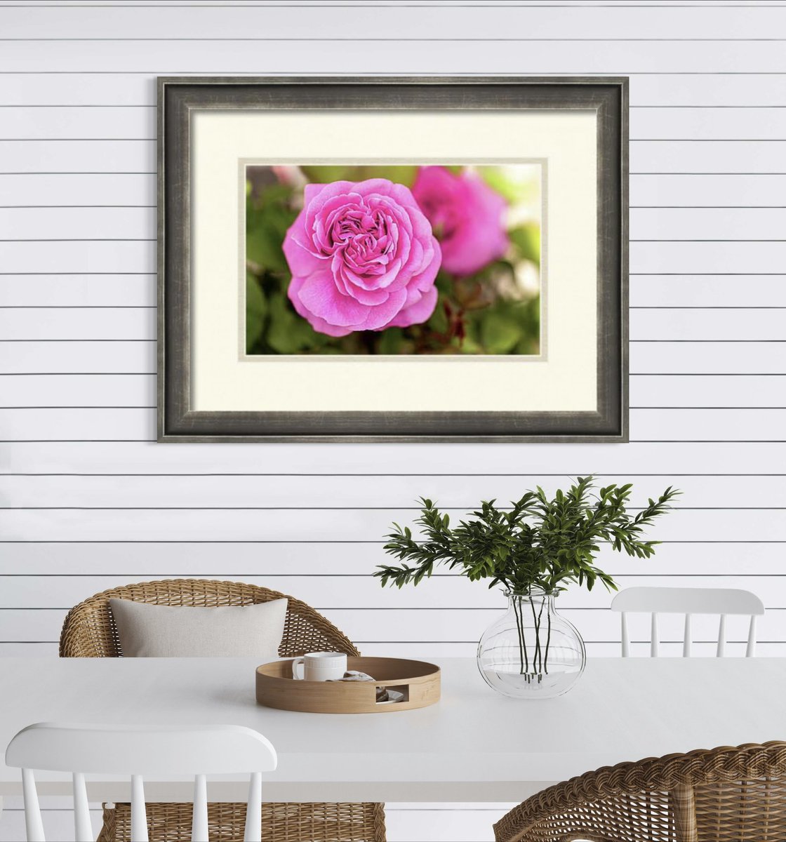 An English Rose #wallart and more..

HERE: 5-tanya-smith.pixels.com/featured/an-en…

#WallArtDecor #rose #pink #PhotographyIsArt #FlowersOnFriday #buyintoart #FillThatEmptyWall