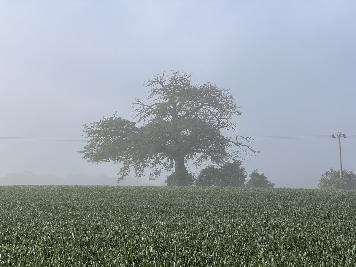 Early morning mist in Norfolk #treeclub