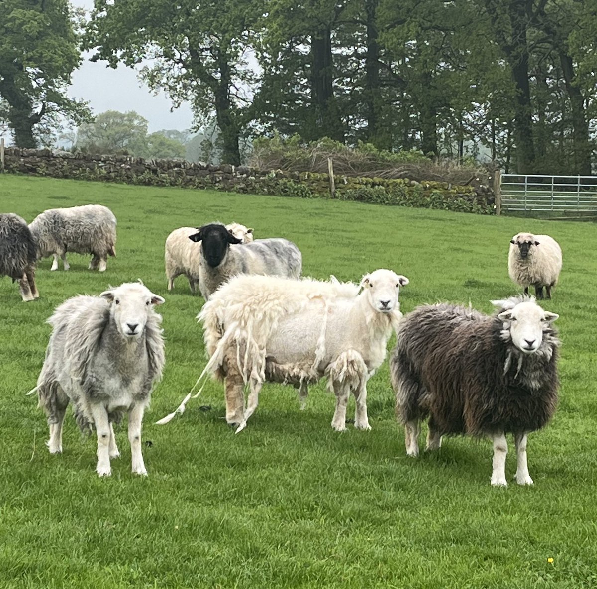 Some of my Herdwicks have a full fleece, some have started to self moult… my shearer will love the latter 😂 Shearing due middle of June 👌 #arnbegfarmstayscotland #herdwicks #sheep