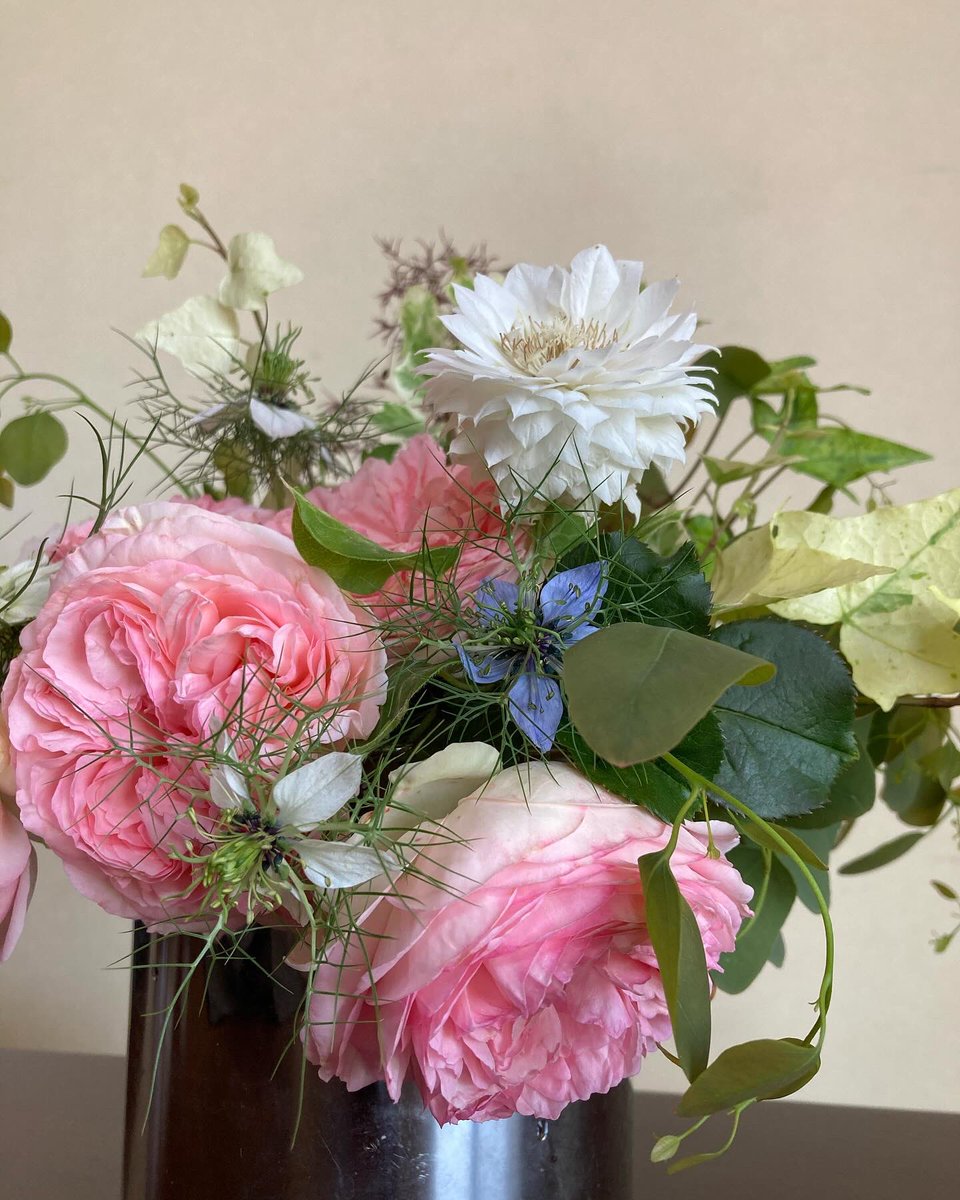 kaopustore's tweet image. スモークツリー　グレイスがもうすぐ満開！庭のバラとクレマチスは花弁が散る前に飾りましょう。
昨夜は風が強くてオリーブの木が折れるんじゃないかと思った。