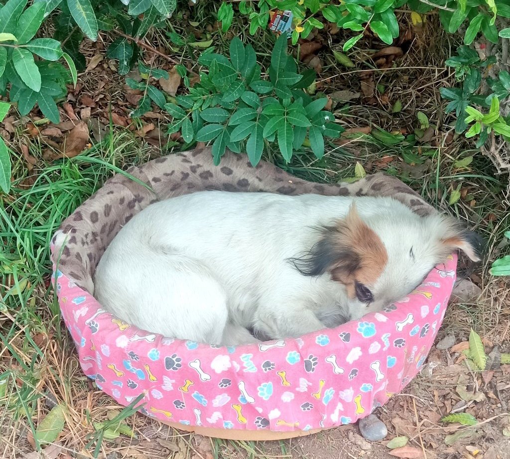 Melissita1204's tweet photo. No podía dormir así que salí a ver a Pequeña, está bien acurrucada en la camita que le ha puesto la vecina. Voy a buscar una mantita de polar.
Les dije que Pequeña está lista para ser tu mejor amiga y alegrar tu hogar???
Ya sabes, solo escribe . WhatsApp 984-266-855
Lima, Perú https://t.co/bCFRhwQ48I