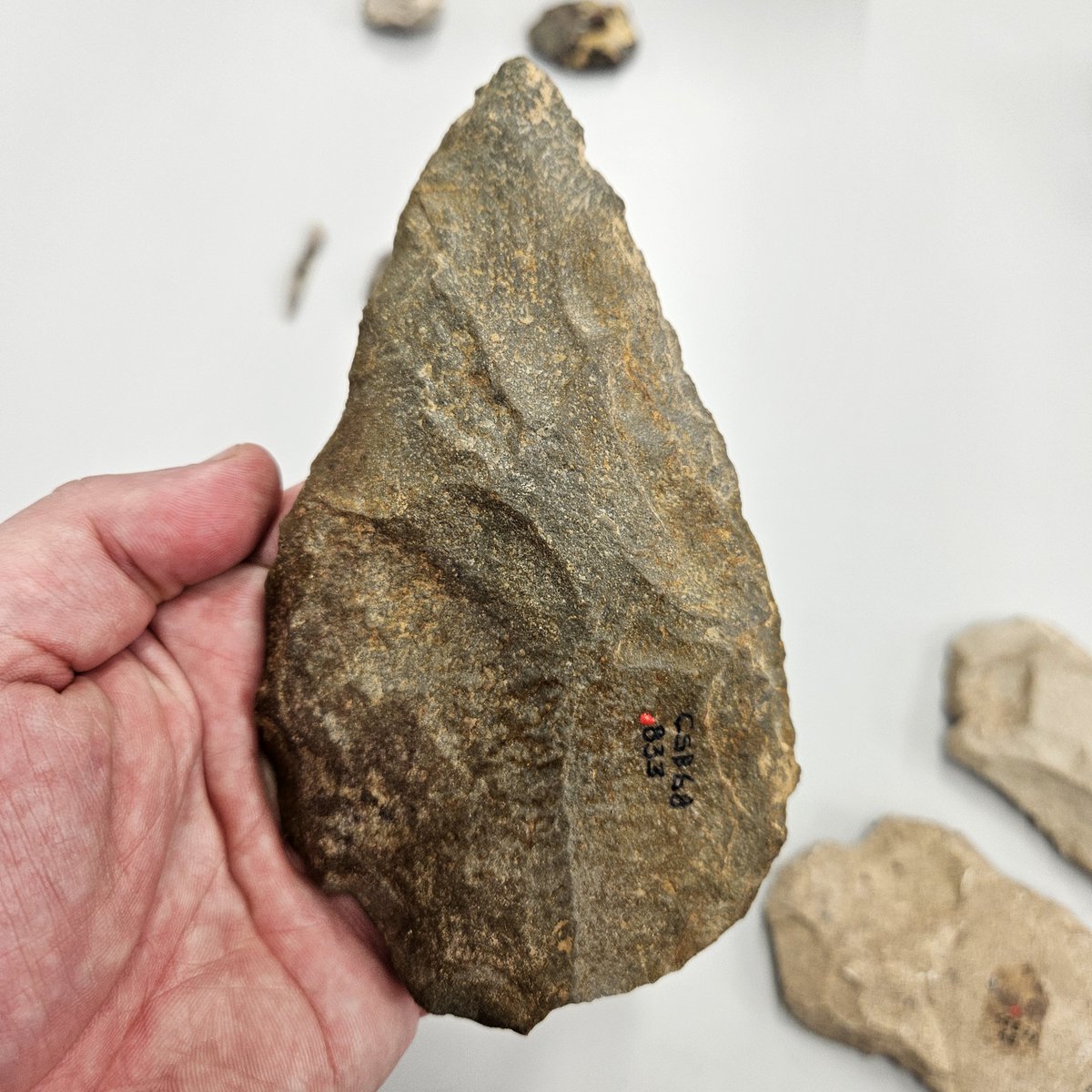 Not a handaxe but a large cutting tool nonetheless. Some symmetry despite much resharpening. Made in Amorican sandstone & maybe carried from Brittany to La Cotte de St Brelade, Jersey. A useful tool, far from home, discarded by a Neanderthal person at the cave site #FindsFriday