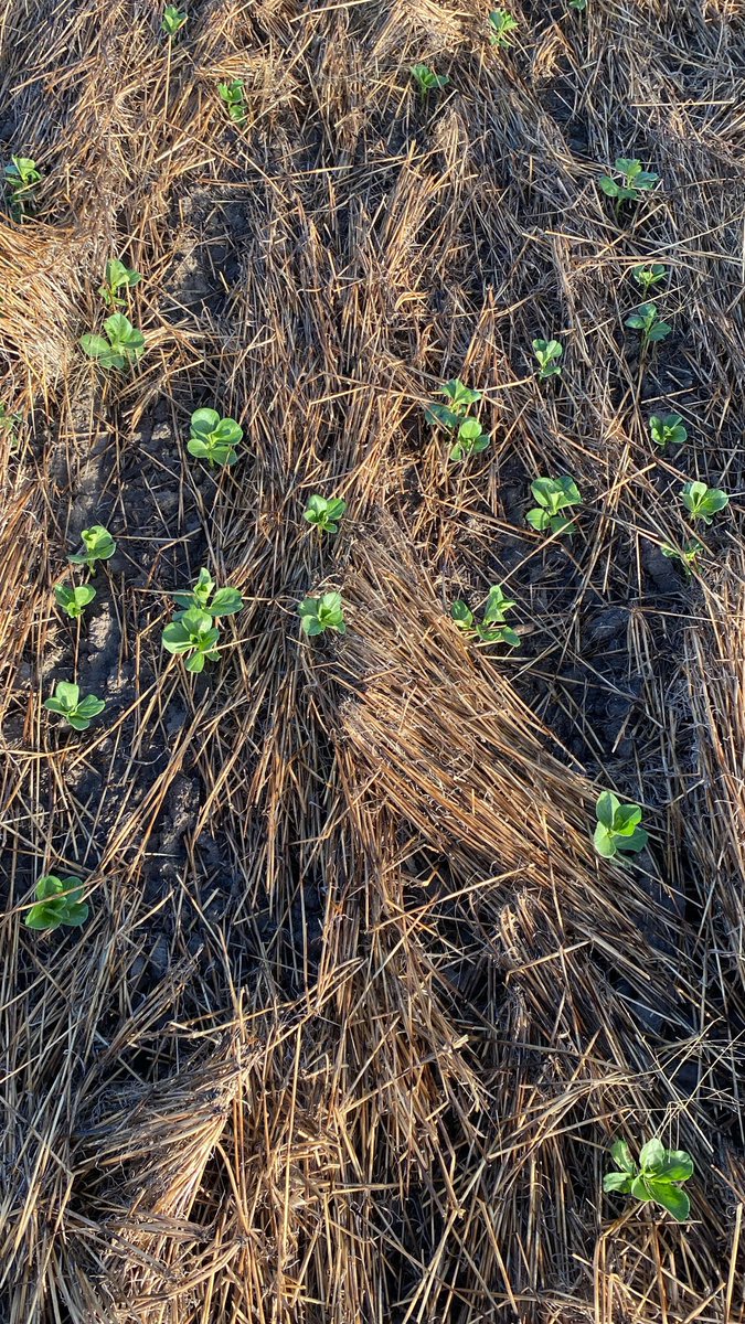 Such a difference biosphere below a heavy stubble. It’s like the dew condenses each night under the straw to keep the surface damp. 
Sorry for those who await a break but glad alternative strategies can pay off. 
Beans East of Urana NSW on heavy clay into Grazed Barley straw.