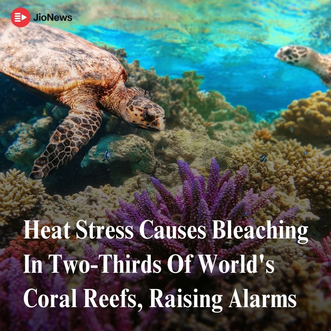 Two-thirds of the world’s coral reefs are experiencing severe heat stress and bleaching, according to the latest report from the US National Oceanic and Atmospheric Administration (NOAA). Coral reefs are crucial for marine life and coastal economies, but climate change and the El
