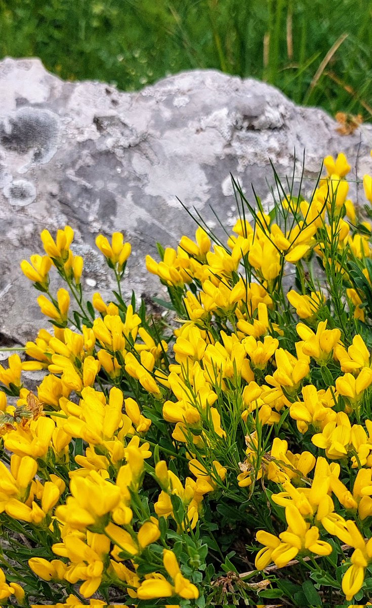 #CarsoMagnifico Fiori nella dolina del #Lanaro #CarsoPuro !!! @DiscoverTrieste @VisitFVG @Ipocontro @superfonda @Amfortas @patrizia_fonda @ANGELACHIDDEMI @marco_cimo @mariacr28250504 @Mario16604832 @lucioulian @adriawildlife @CiriSince1978 @pauligurize @an_na20_01 @gmdb