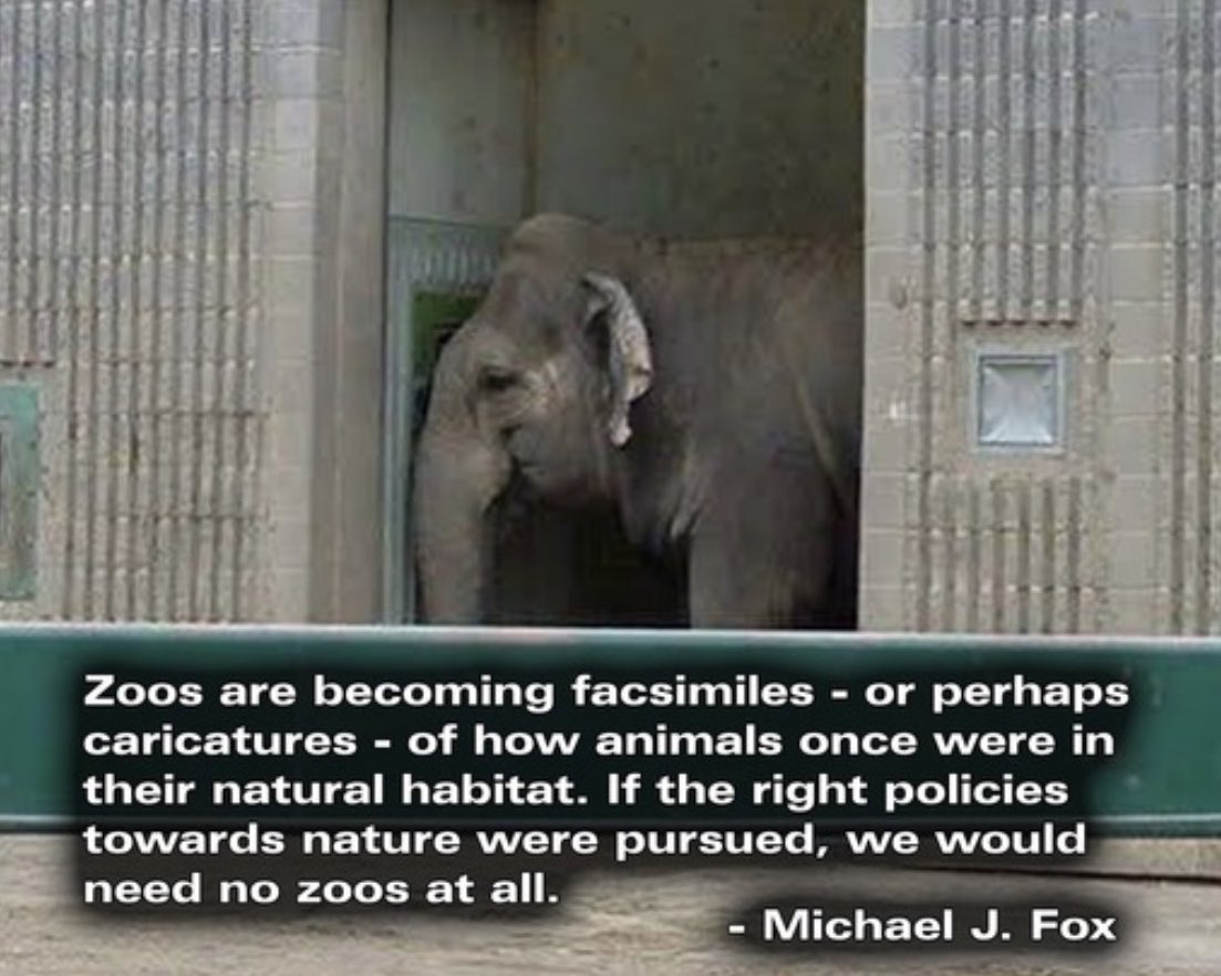 #Lucy remains confined & alone at #YegZoo 🇨🇦with the offer to relocate to TES or PAWS still in place.
No 🐘 should have to endure the trauma of being torn from their families & natural habitat & shipped miles away from 🏠to live alone.
@AmarjeetSohiYEG her sufferings down to you.