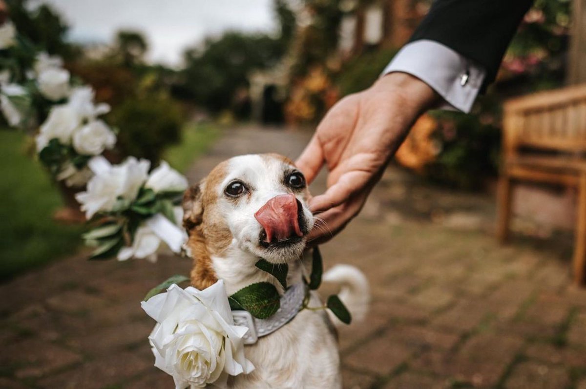 One of the most handsome wedding guests ❤️