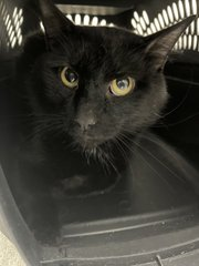 Poor black boy kitty 'Breezy' at NYC ACC in #NewYork can't tell us his past but he'll have no future after 05/18 without help! Very stressed & shall need a loving & understanding home! Adopt if local, pledge for rescue! 🙏LAST CALL! newhope.shelterbuddy.com/Animal/Profile… Tag @sachikoko with