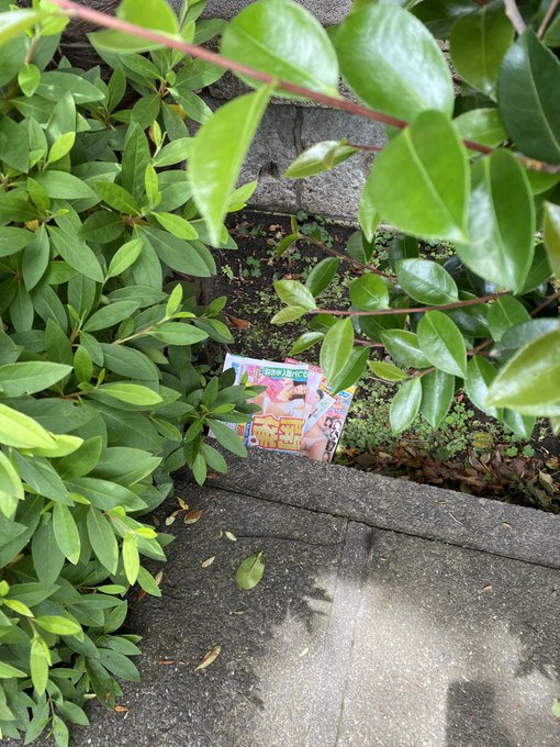 近所の遊歩道にエロ本らしきものが落ちててノスタルジー感じたわ おれ世代はエロ本がよく落ちてて変な性癖を植えられたもんよな （ビーカーに緑の💩を入れるエロ本見てスカ〇ロという存在を知った）  エロ本を探す系の企画でもやろうかな。ノスタルジー感じたいわ。