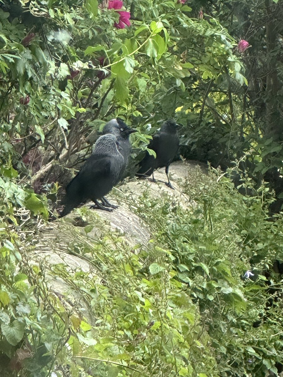 One of the best things about feeding the crows is this time of year where they bring down the next generation and teach them “this is the good stuff…” Baby Jackdaw Floof! 😍