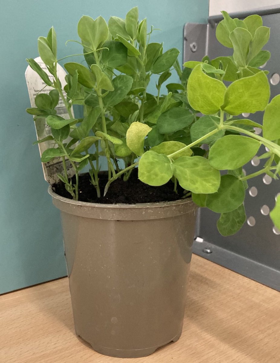 Our eldest starts his A-Level
Exams on Tues, his kind tutor gifted a 🍀 plant: Idea is to care for it & in doing so ramp up selfcare eg: 
*Go outside to water it (take a break from revision & get some fresh air)
*Food & nourishment (help it/you grow & flourish) #kind #exams