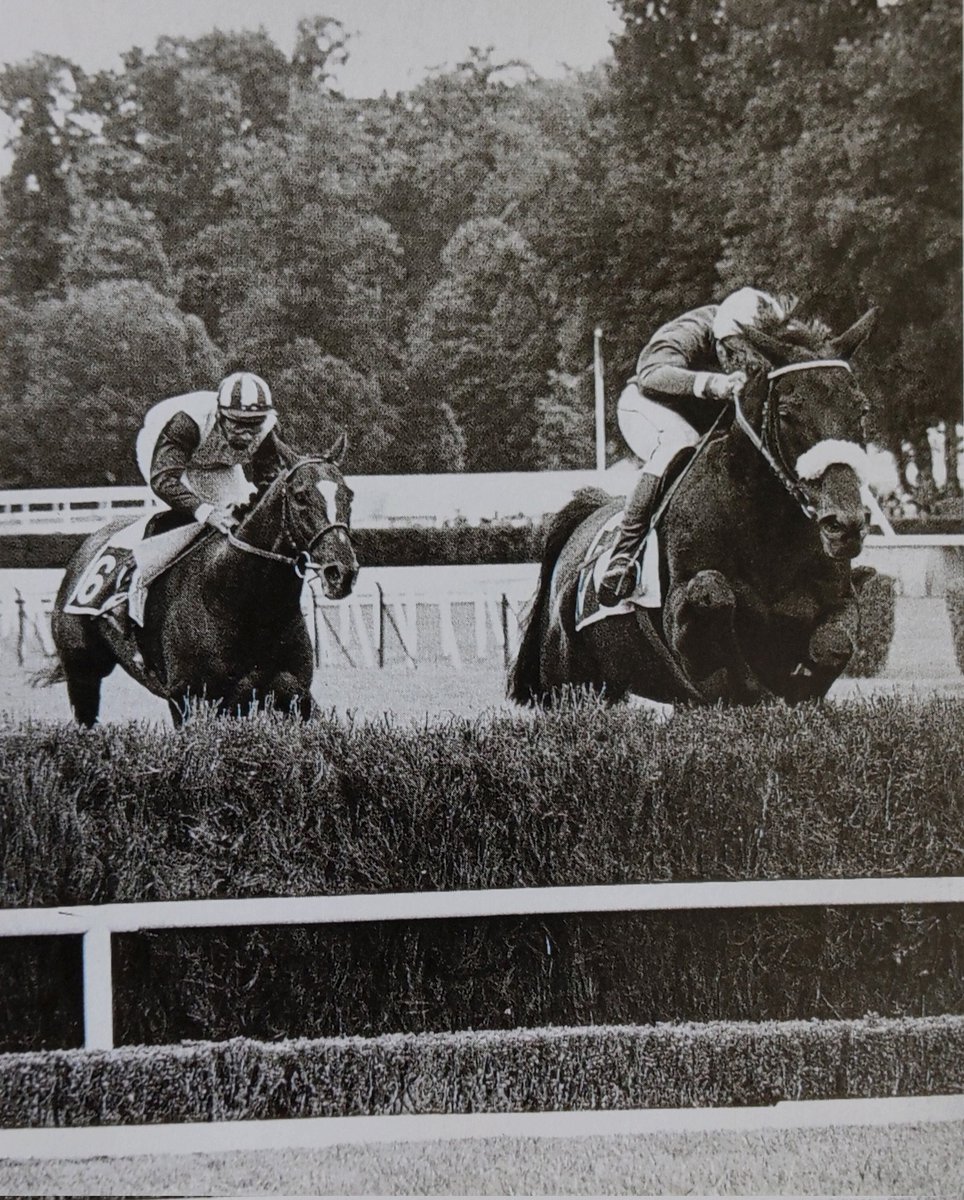 PAÏUTE [Écurie Daniel Wildenstein 🟦] 🥇 Grande Course de Haies d'Auteuil 1979 🥇 Grande Course de Haies d'Auteuil 1980 🥈 Grande Course de Haies d'Auteuil 1981 (ici avec Dominique Costard en selle) @Cahiersduturf