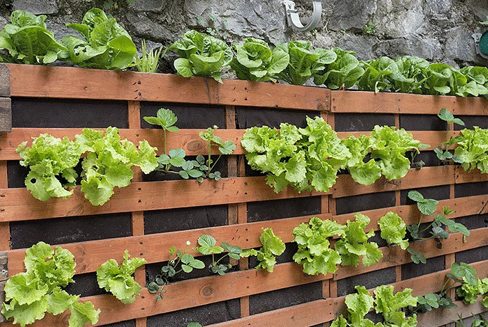 The soil structure plays an important role in retaining moisture due to the presence of crop residue. This helps to regulate the rate at which water enters the soil, preventing erosion. In urban farming, where soil is designed, make sure the soil support is well structured.