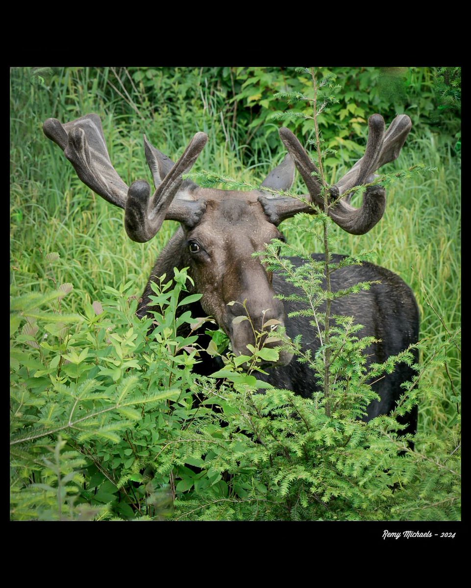 'NORTHERN FRIENDS' instagram.com/p/C7Dp-lpAd8W/… #AlgonquinPark #Moose #WildlifePhotography #OntarioParks #Canada #PicOfTheDay 🫎📸🇨🇦