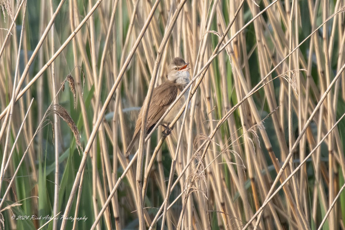 Fantastic views of a Great Reed Warbler at RSPB Ouse Fen, early this morning.. #birdphotography #birdwatching #BirdsOfTwitter #TwitterNatureCommunity #birds @Natures_Voice @CambsBirdClub @RSPBHuntingdon