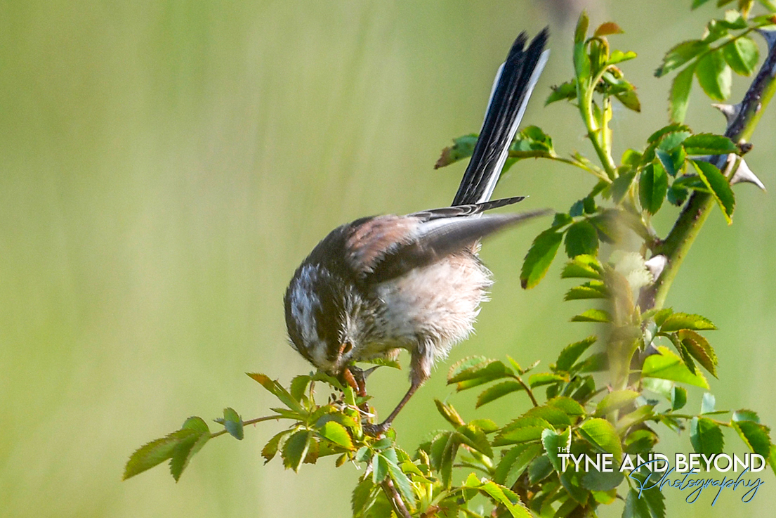 I sometimes wonder how we manage to get any butterflies or moths in my local woods, watching this long tailed tit pick off all the caterpillars like he was at an all you can eat buffet! @NENature_ #APPicoftheWeek #myarkwildlife @Natures_Voice @bbcwildlifemag @NorthEastTweets