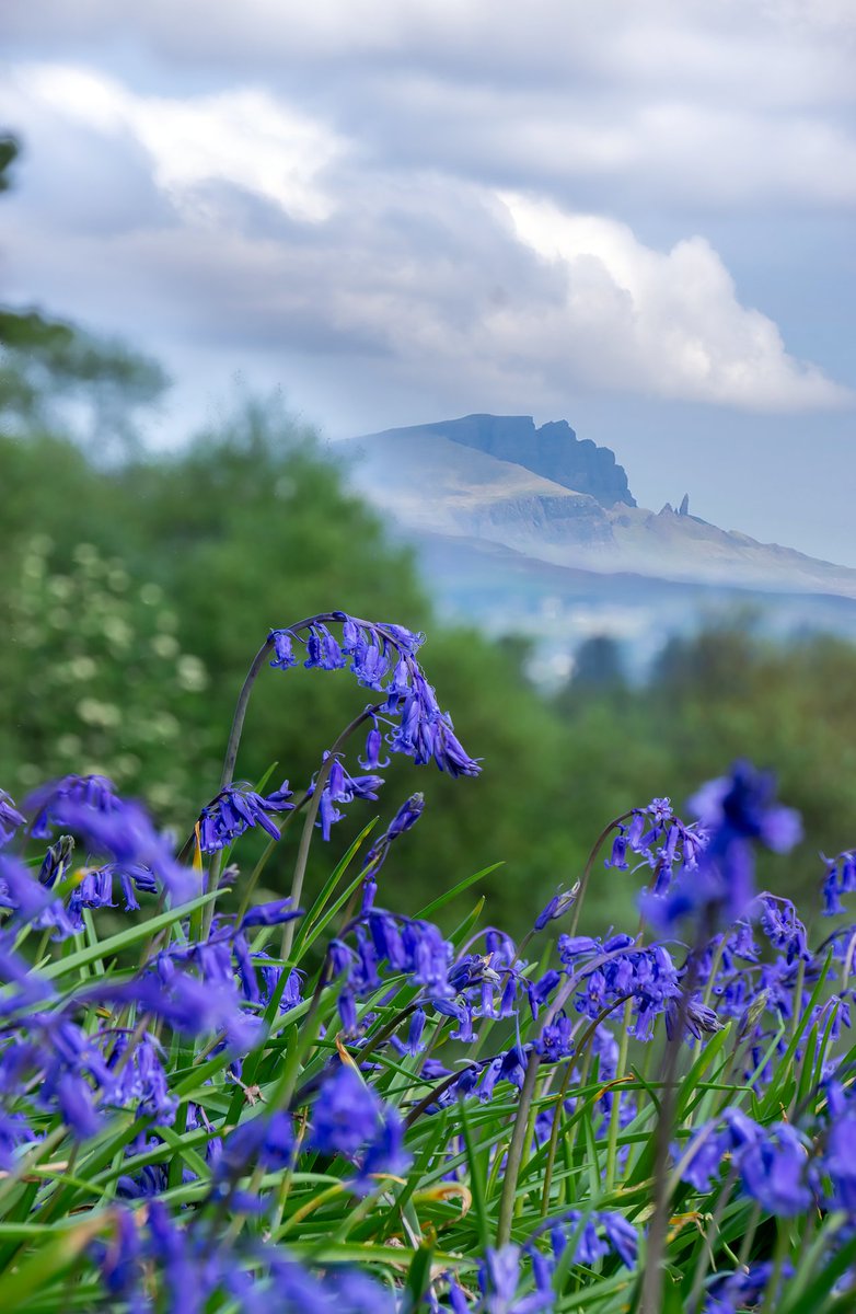 The Bluebells have been putting on a great show this year, thriving in our early Summer conditions.

#StormHour #scotspirit #visitscotland #highlandcollective #NC500 #naturephotography  #landscapehunter #vanisle #isleofskye #photohour #bluebells #bluebellseason #oldmanofstorr